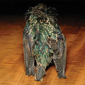 Hareline Starling Skin Fly Tying Material
